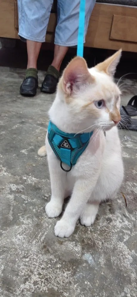 No-Pull Dog Harness with Leash Set - Padded Breathable Vest with Reflective Straps (Teal)